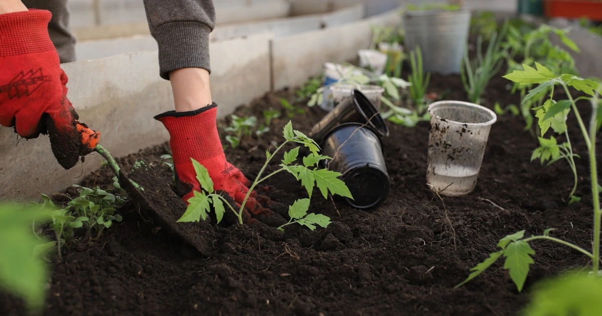 How to Start a Garden